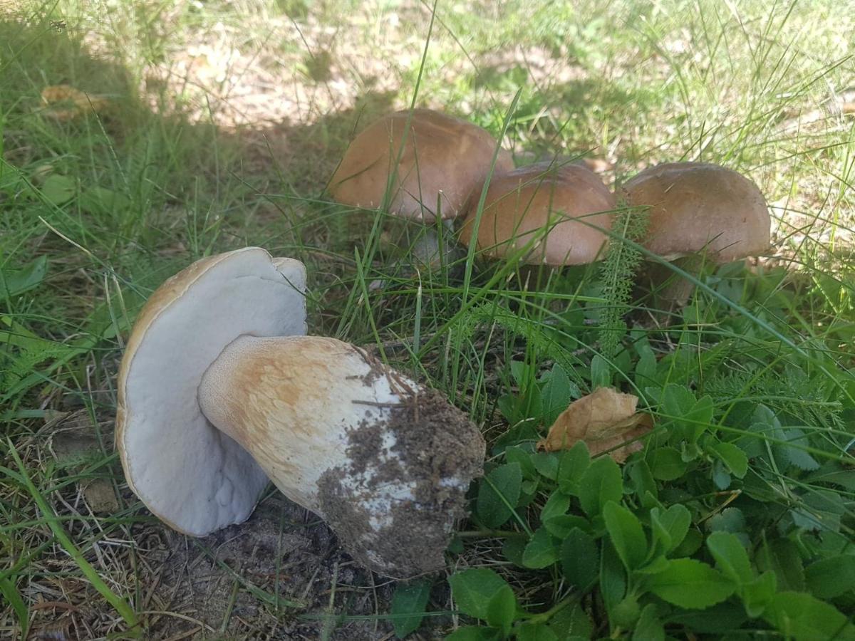 Kurnik Polski Agroturystyka Tykocin Ngoại thất bức ảnh