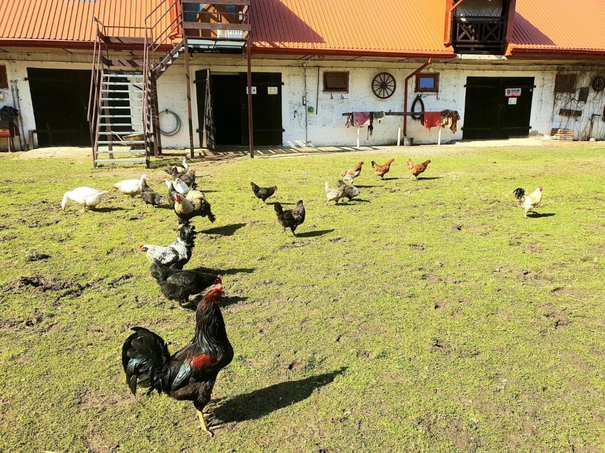 Kurnik Polski Agroturystyka Tykocin Ngoại thất bức ảnh
