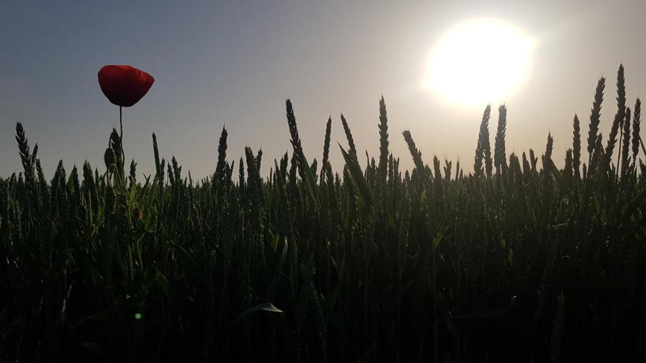 Kurnik Polski Agroturystyka Tykocin Ngoại thất bức ảnh